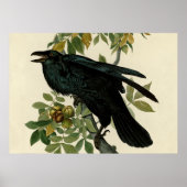Audubon Raven Bird Classic Artwork Poster (Vorne)