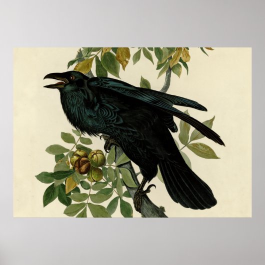 Audubon Raven Bird Classic Artwork Poster (Vorne)