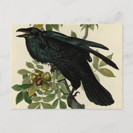 Audubon Raven Bird Classic Artwork Postkarte (Vorderseite)