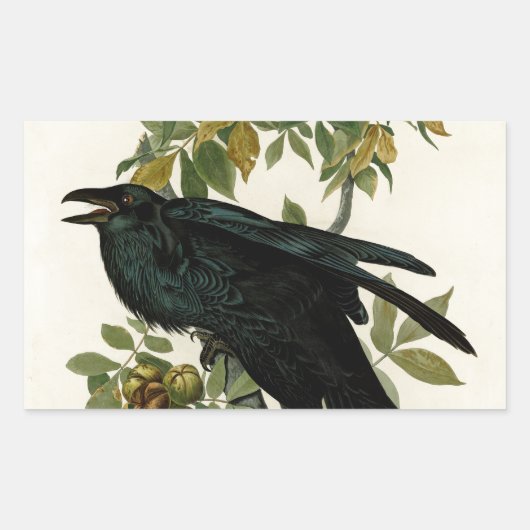 Audubon Raven Bird Classic Artwork Rechteckiger Aufkleber (Vorderseite)
