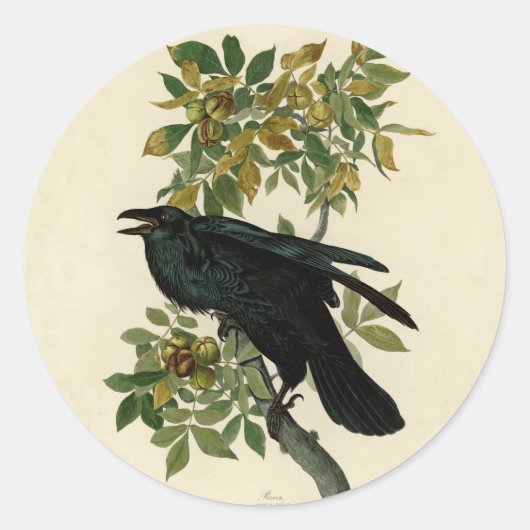 Audubon Raven Bird Classic Artwork Runder Aufkleber (Vorderseite)