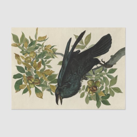 Audubon Raven Bird Classic Artwork Seidenpapier (Vorderseite)