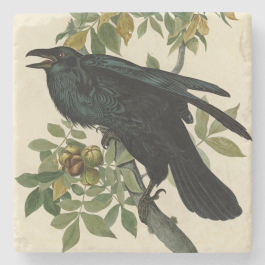 Audubon Raven Bird Classic Artwork Steinuntersetzer (Vorderseite)