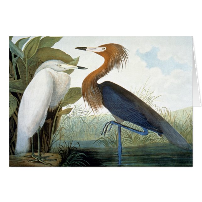 Audubon: Reddish Egret oder Lila Heron (Vorderseite (Horizontal))