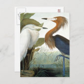 Audubon: Reddish Egret oder Lila Heron Postkarte (Vorne/Hinten)