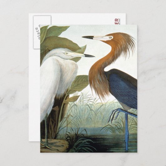 Audubon: Reddish Egret oder Lila Heron Postkarte (Vorne/Hinten)