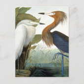 Audubon: Reddish Egret oder Lila Heron Postkarte (Vorderseite)