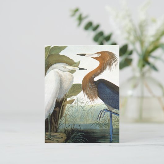 Audubon: Reddish Egret oder Lila Heron Postkarte (Stehend Vorderseite)