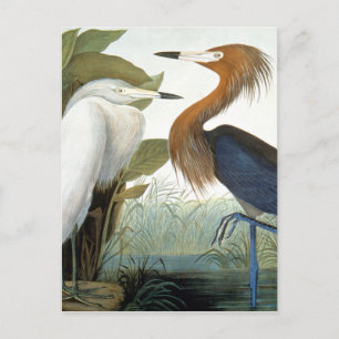 Audubon: Reddish Egret oder Lila Heron Postkarte