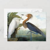 Audubon: Reddish Egret oder Lila Heron Postkarte (Vorne/Hinten)