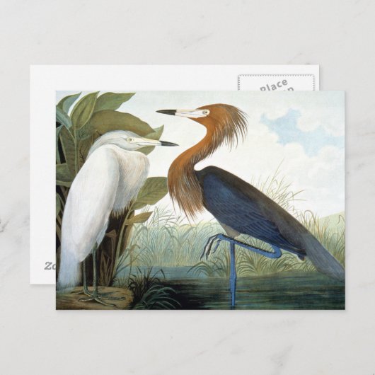 Audubon: Reddish Egret oder Lila Heron Postkarte (Vorne/Hinten)