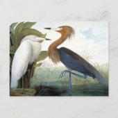 Audubon: Reddish Egret oder Lila Heron Postkarte (Vorderseite)