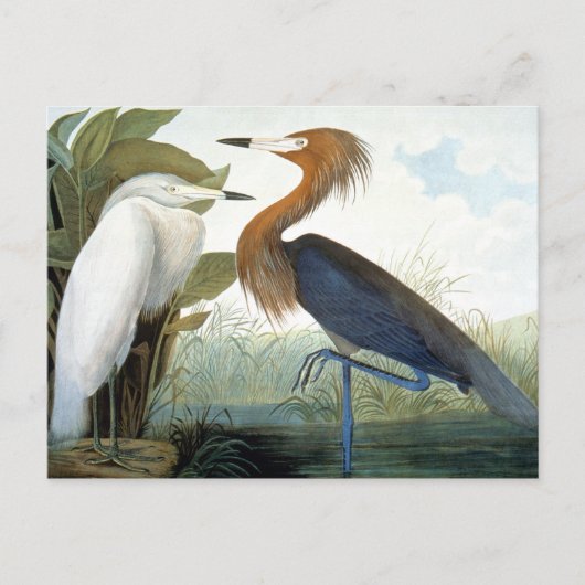 Audubon: Reddish Egret oder Lila Heron Postkarte (Vorderseite)