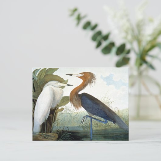 Audubon: Reddish Egret oder Lila Heron Postkarte (Stehend Vorderseite)