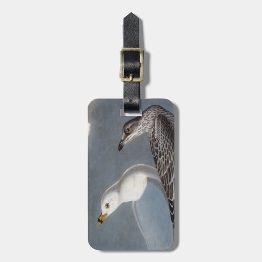 Audubon: Ring-Berechnete Möve Gepäckanhänger (Vorderseite vertikal)
