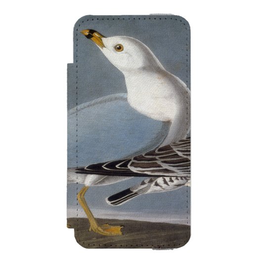 Audubon: Ring-Berechnete Möve Incipio iPhone Geldbeutel-Hülle (Folio Vorderseite)