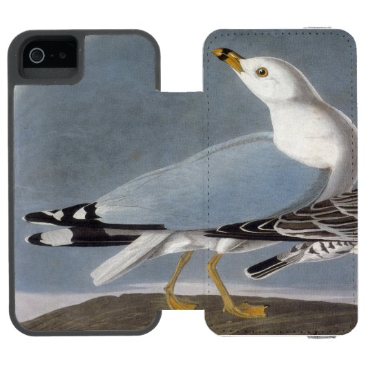 Audubon: Ring-Berechnete Möve Incipio iPhone Geldbeutel-Hülle (Folio Geöffnet)