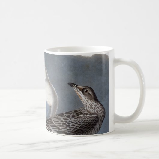 Audubon: Ring-Berechnete Möve Kaffeetasse (Rechts)