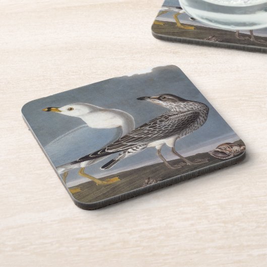 Audubon: Ring-Berechnete Möve Untersetzer (Linke Seite)