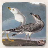 Audubon: Ring-Berechnete Möve Untersetzer (Vorderseite)