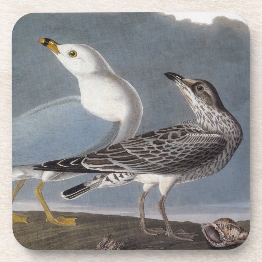 Audubon: Ring-Berechnete Möve Untersetzer (Vorderseite)