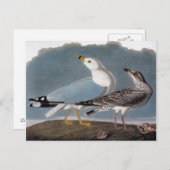 Audubon: Ring-Billed Gull Postkarte (Vorne/Hinten)