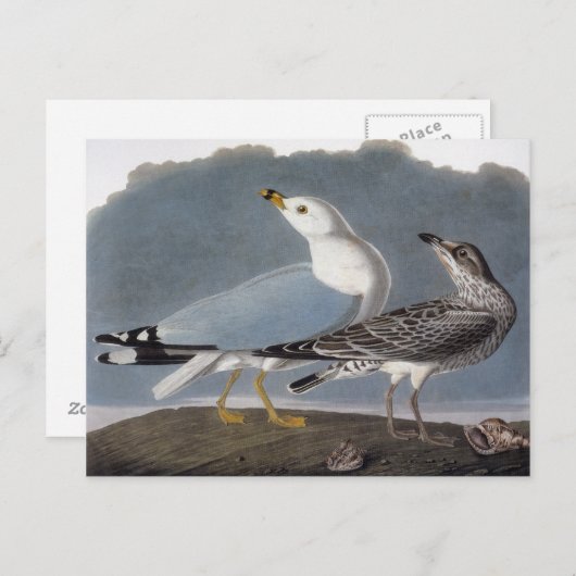 Audubon: Ring-Billed Gull Postkarte (Vorne/Hinten)