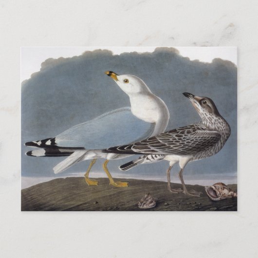 Audubon: Ring-Billed Gull Postkarte (Vorderseite)