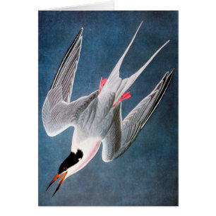 Audubon: Rosa Seeschwalbe