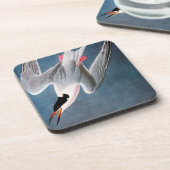 Audubon: Rosa Seeschwalbe Untersetzer (Linke Seite)