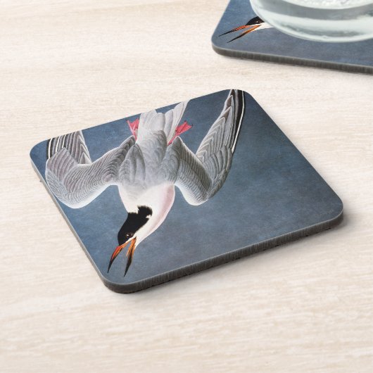 Audubon: Rosa Seeschwalbe Untersetzer (Linke Seite)