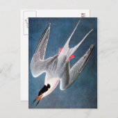 Audubon: Roseate Tern Postkarte (Vorne/Hinten)