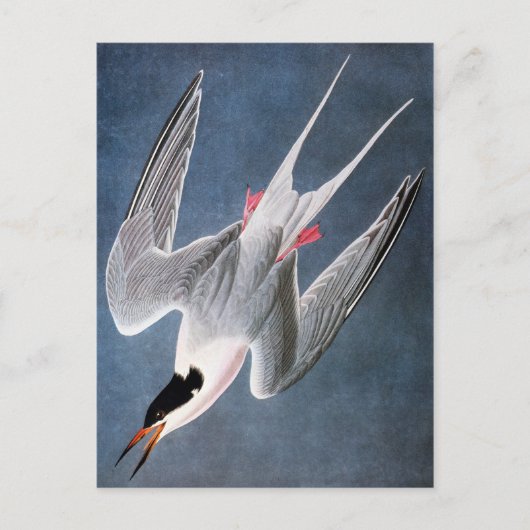 Audubon: Roseate Tern Postkarte (Vorderseite)