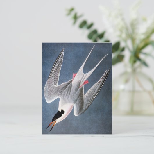Audubon: Roseate Tern Postkarte (Stehend Vorderseite)