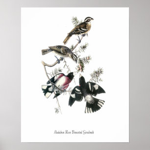 Audubon-Rotbrust-Grosbeak-Vogelposter Poster