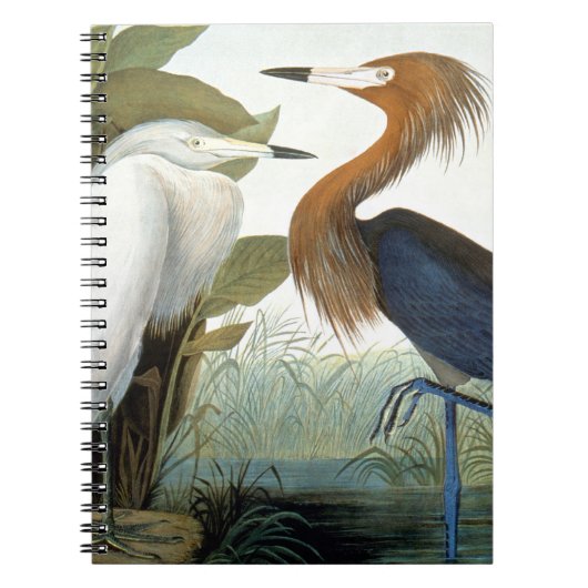 Audubon: Rötlicher Reiher oder lila Reiher Notizblock (Vorderseite)