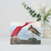 Audubon: Scarlet Ibis Postkarte (Stehend Vorderseite)