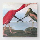 Audubon: Scarlet Ibis Quadratische Wanduhr (Vorderseite)