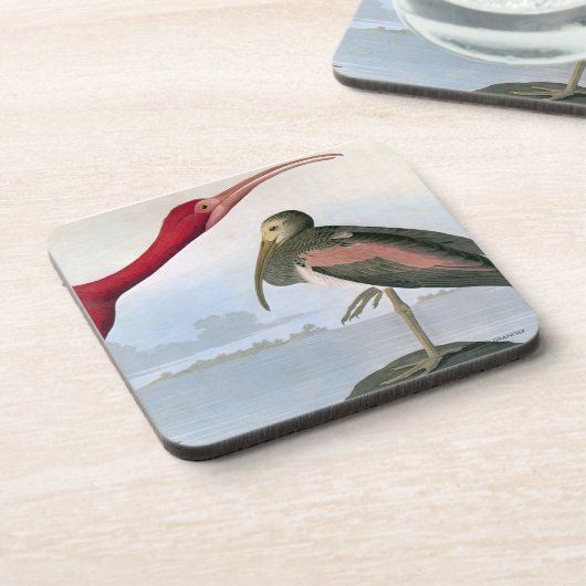 Audubon: Scharlachrot IBIS Untersetzer (Linke Seite)