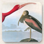 Audubon: Scharlachrot IBIS Untersetzer (Vorderseite)