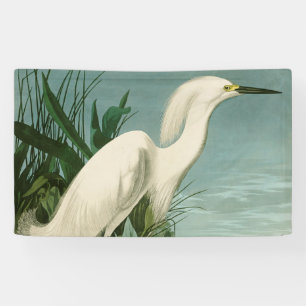 Audubon Schneereiher Weißer Reiher Vogel Vogelbeob Banner