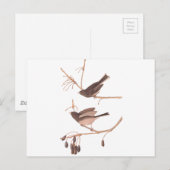 Audubon-Schneevögel Postkarte (Vorne/Hinten)
