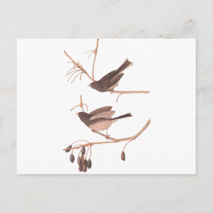 Audubon-Schneevögel Postkarte