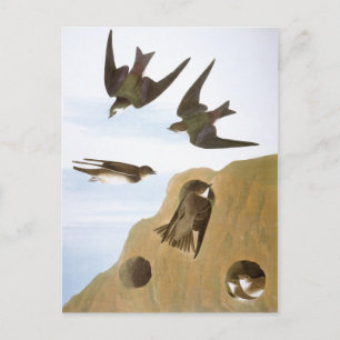 Audubon: Schwalben Postkarte