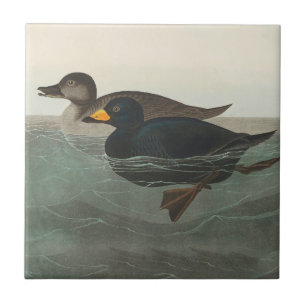 Audubon Schwarze Trauerente Druck: Vintage Küstene Fliese