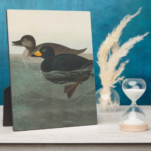 Audubon Schwarze Trauerente Druck: Vintage Küstene Fotoplatte