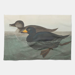 Audubon Schwarze Trauerente Druck: Vintage Küstene Geschirrtuch
