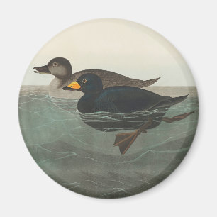 Audubon Schwarze Trauerente Druck: Vintage Küstene Magnet
