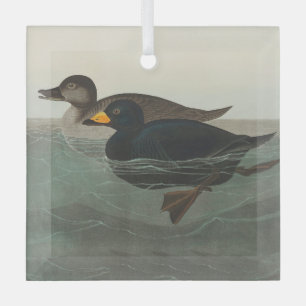 Audubon Schwarze Trauerente Druck: Vintage Küstene Ornament Aus Glas