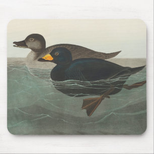 Audubon Schwarzente Druck: Vintage Küstenente Mousepad